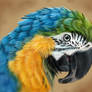 Macaw