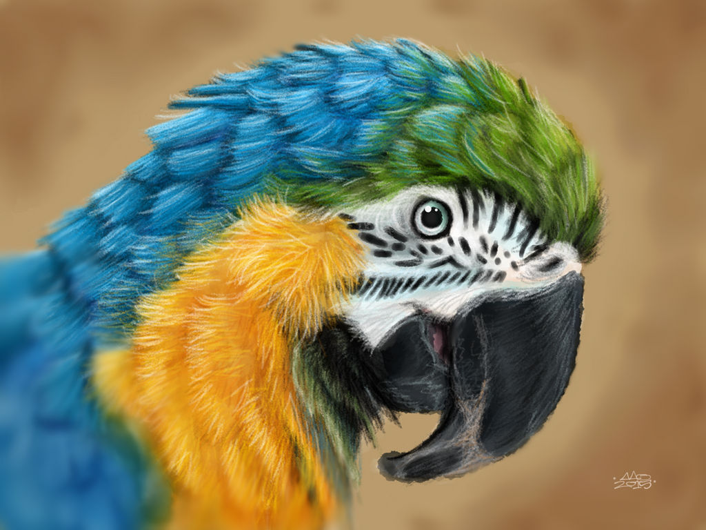 Macaw by digitalchet