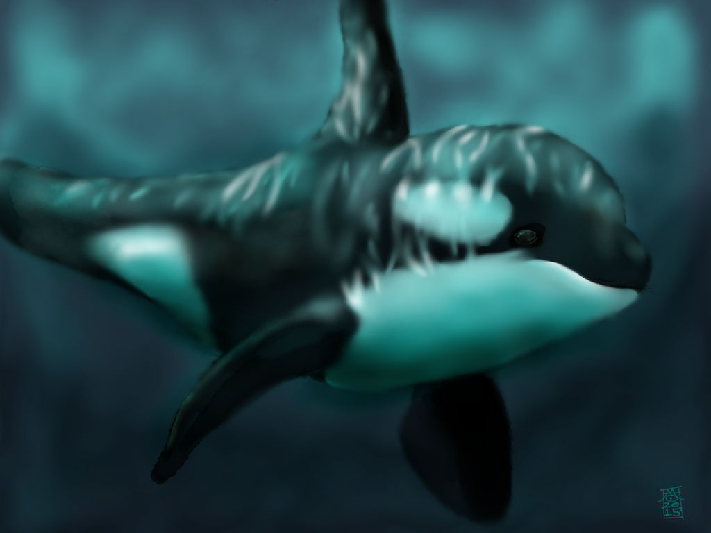 Orca by digitalchet