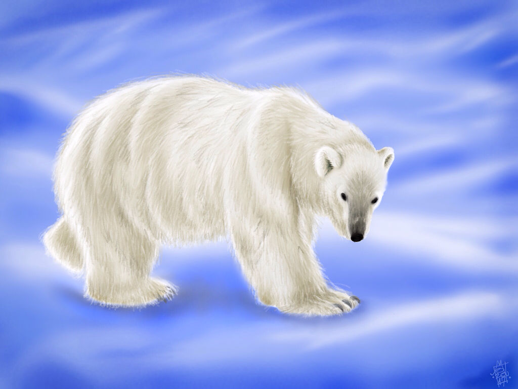 Ursus Maritimus (Polar Bear) by digitalchet