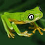 Lemur Leaf Frog (Hylomantis lemur)