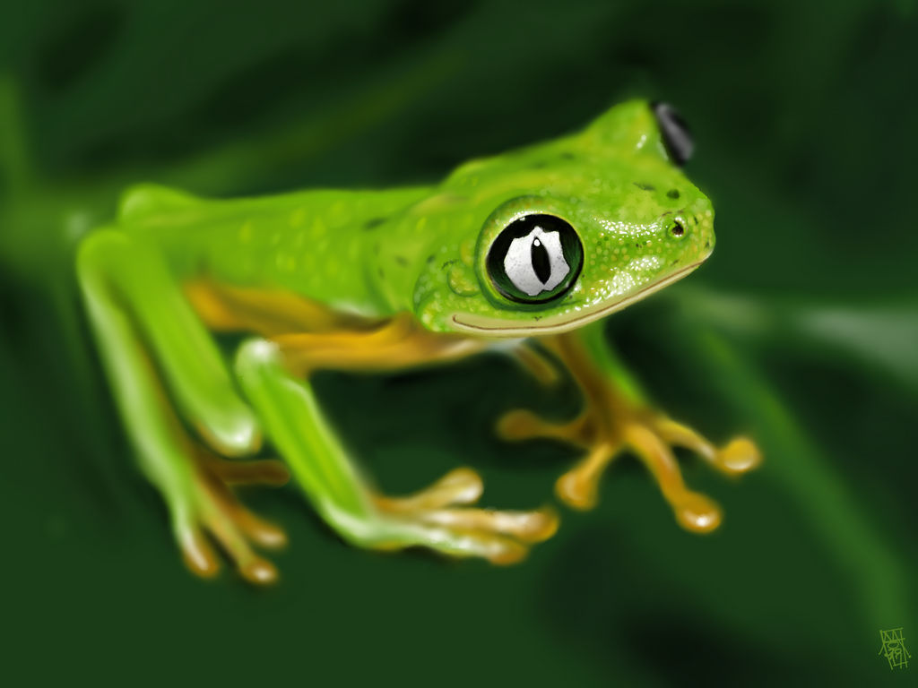 Lemur Leaf Frog (Hylomantis lemur) by digitalchet