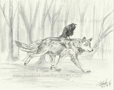 Raven Guides Wolf