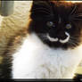 Kitten with a Mustache