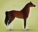Macar Reference by Hathien603