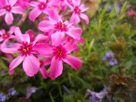 pink petals