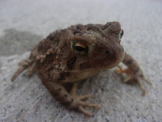 Toad