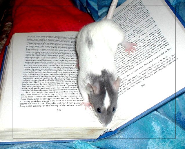 Rat-on-book by howlinghorse