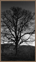 BW Tree