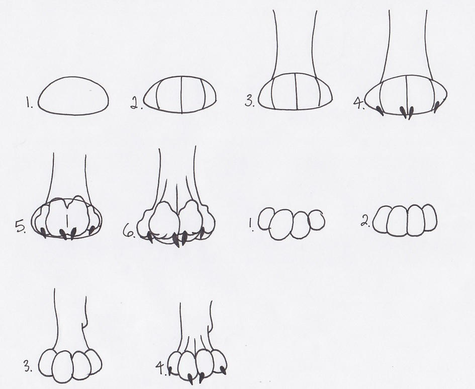 How to Draw Paws Tutorial 2 by ArticWolfSpirit on DeviantArt