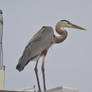 Blue Heron