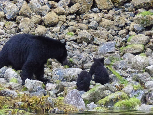 Blackbear family