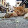 .nasimetrik meow