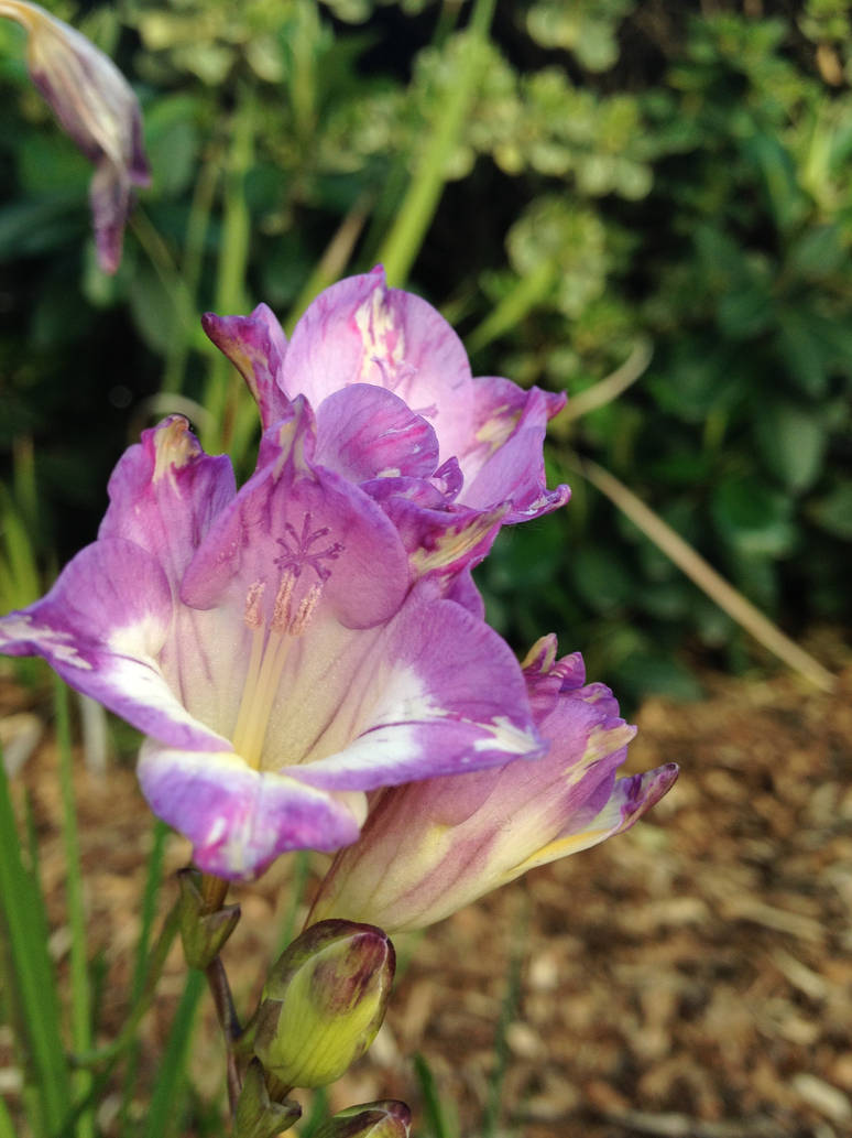 Sparkly Looking Flowers :3