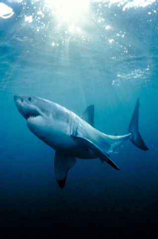 Great White Shark iPhone BG