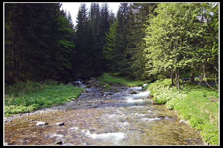 A river in a forest