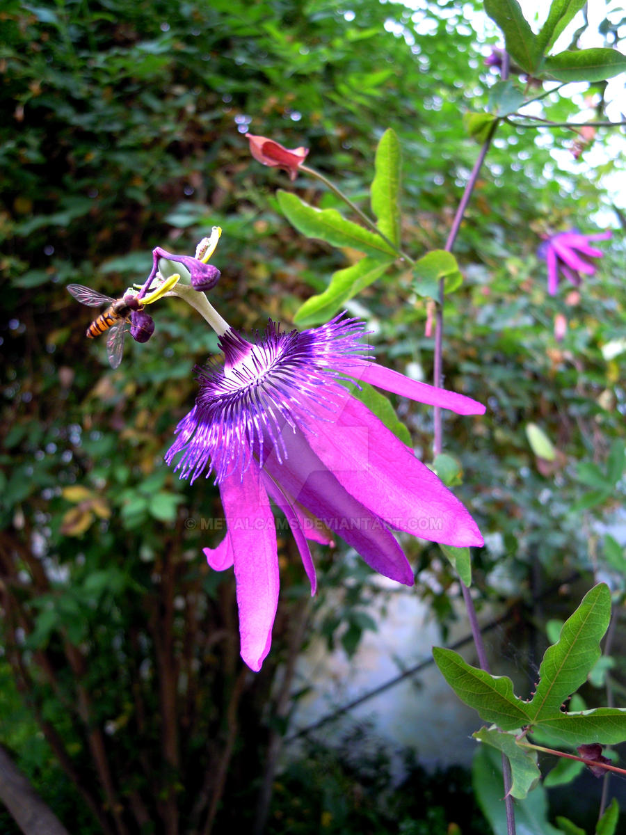 The passionflower