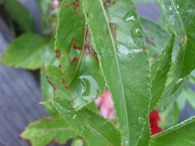 Wet Leaves