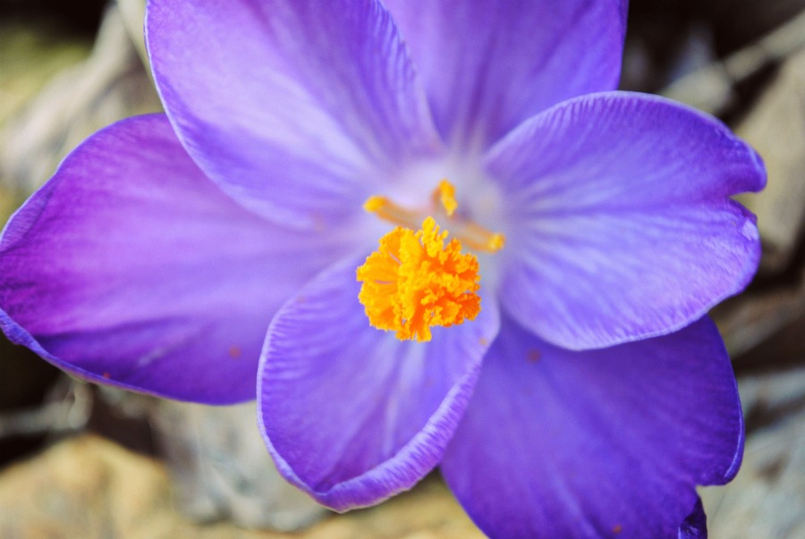 Purple Flower