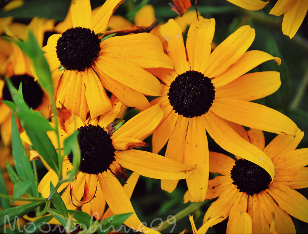 Black Eyed Susans