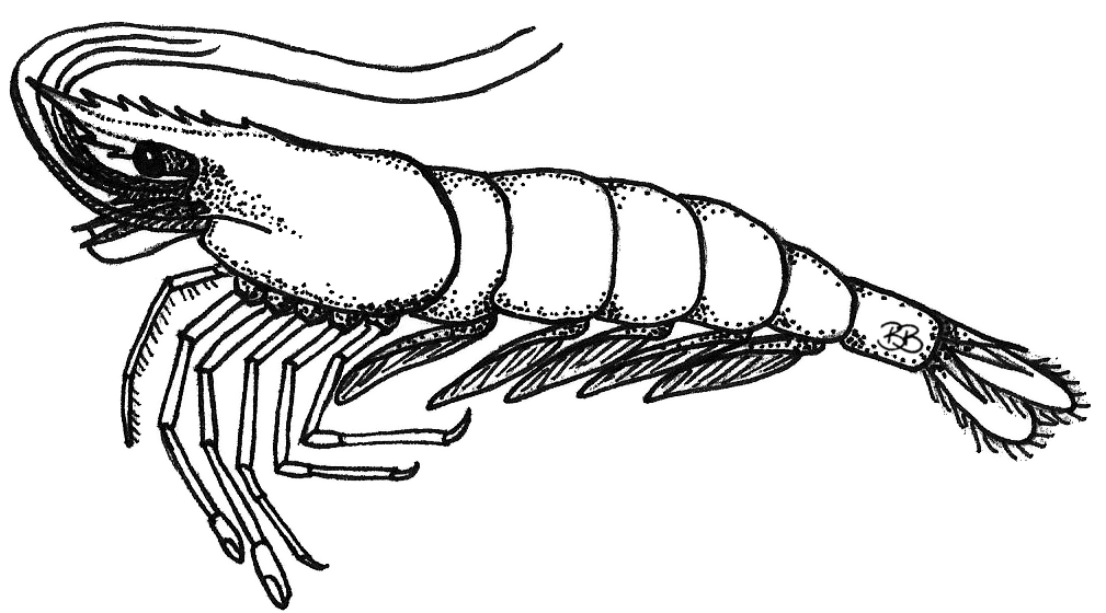 Palaemonetes pugio w/texture