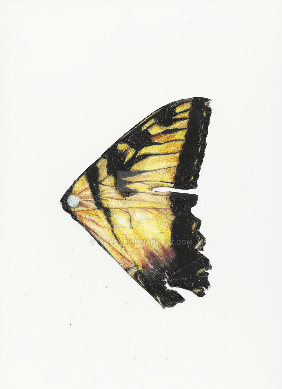 Paramore's BNE butterfly wing by ch-love on DeviantArt