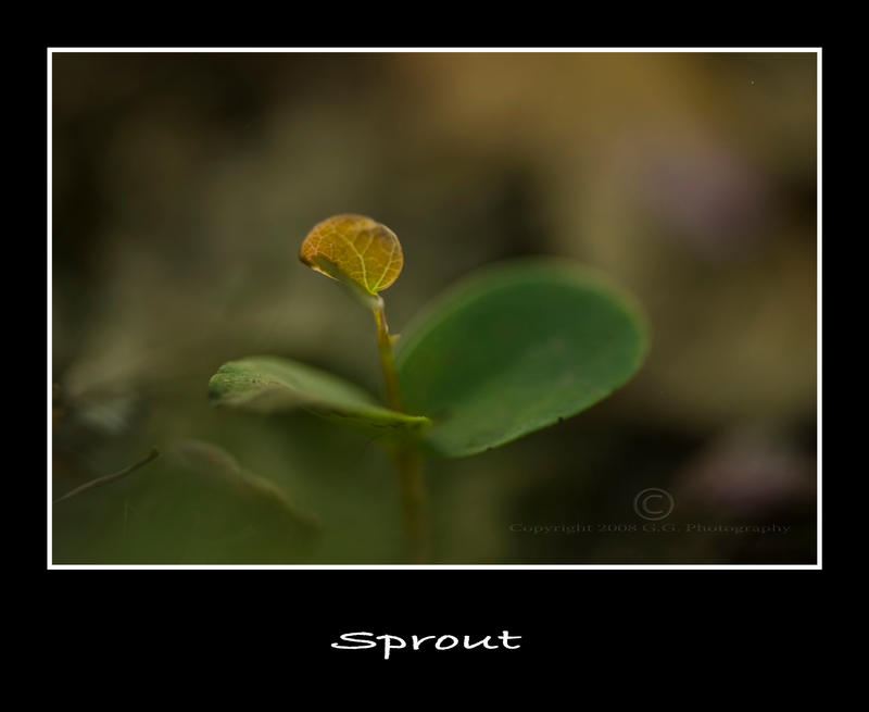 Sprout