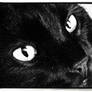 chat noir