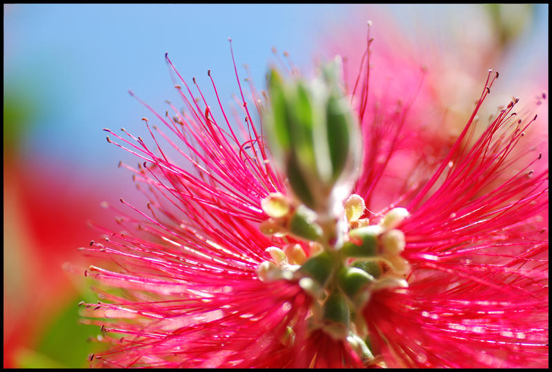 Spikey Red