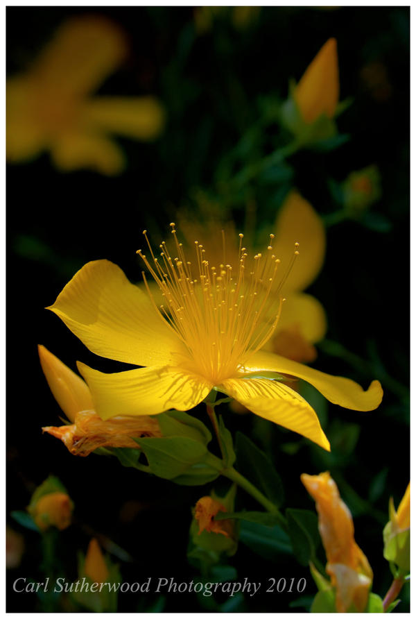 Yellow Flower