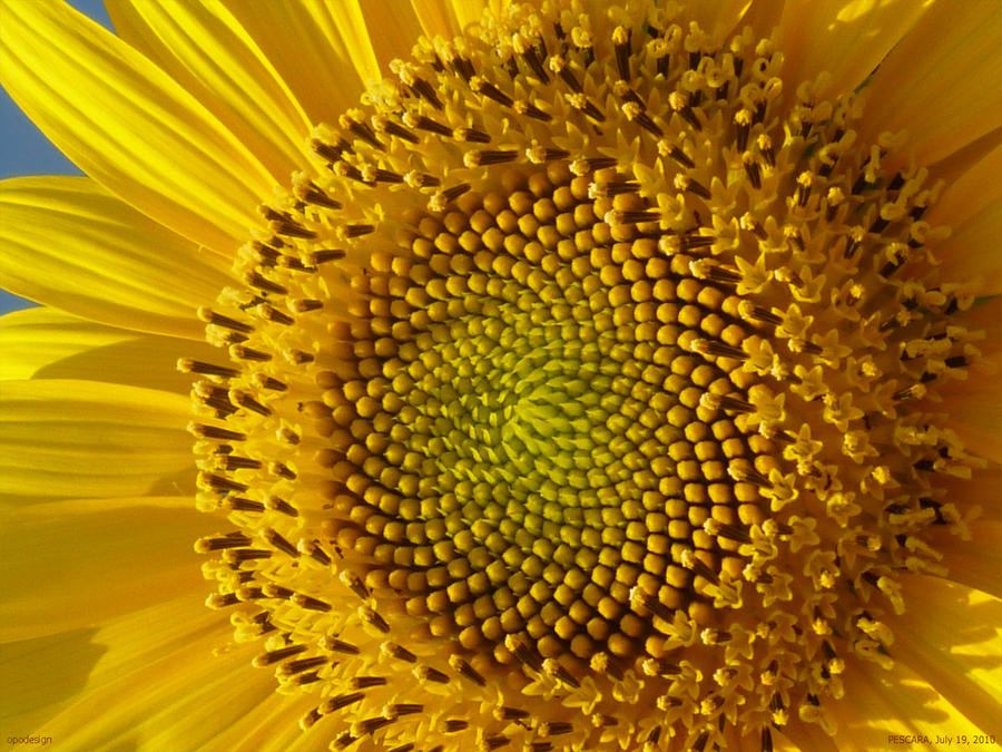 The geometry of nature by opodesign on DeviantArt