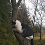 kitty on tree