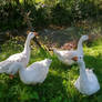 my Geese 3