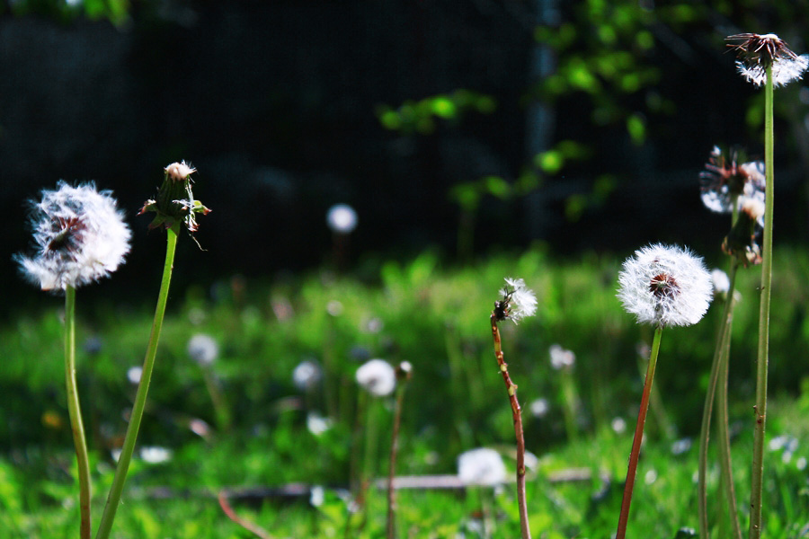 Dandelion day