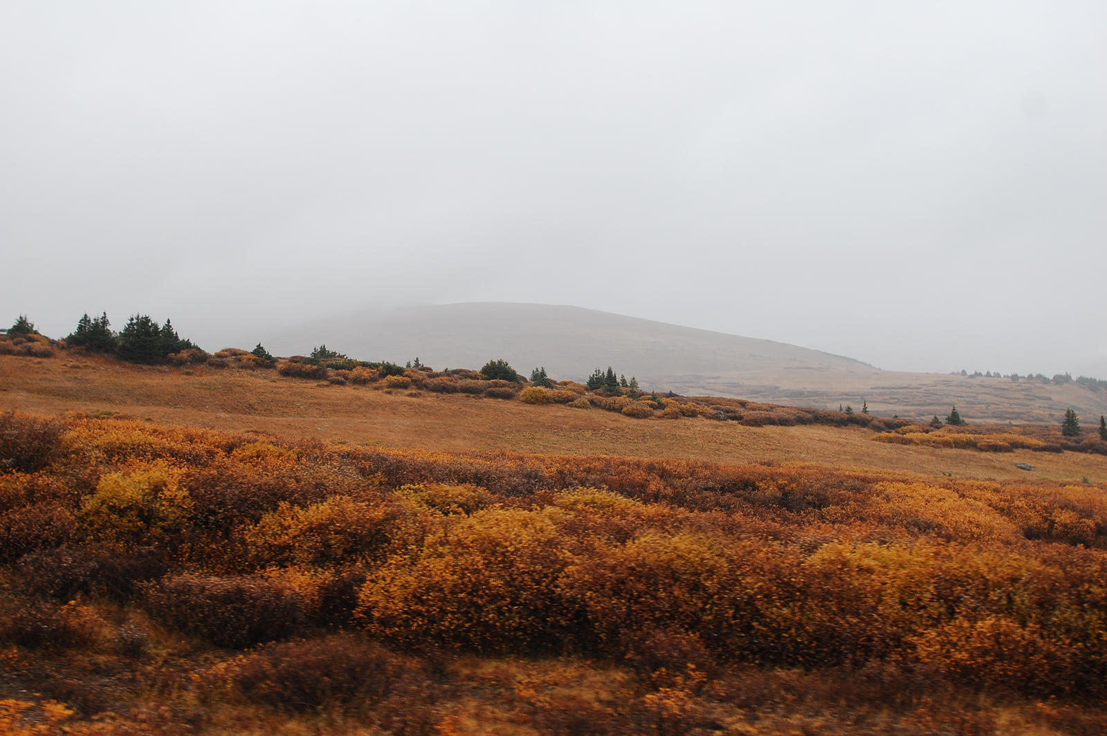 Alpine Tundra