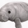 One-finned Manatee