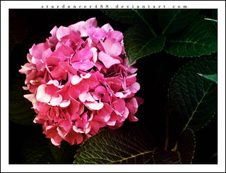 Pink Hydrangea