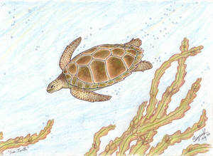 :Sea Turtle: