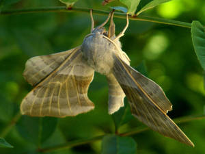 Hawkmoth