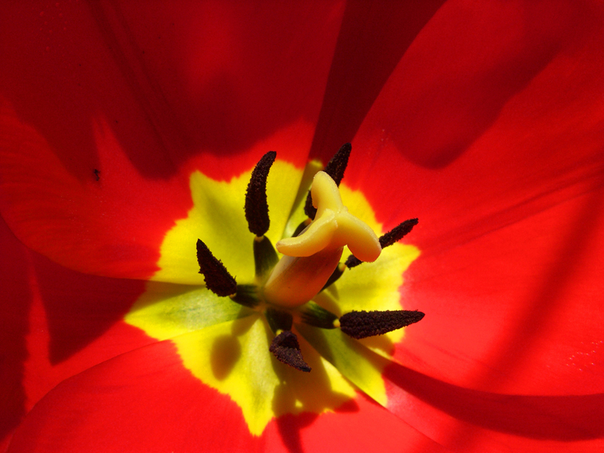 Inside A Tulip