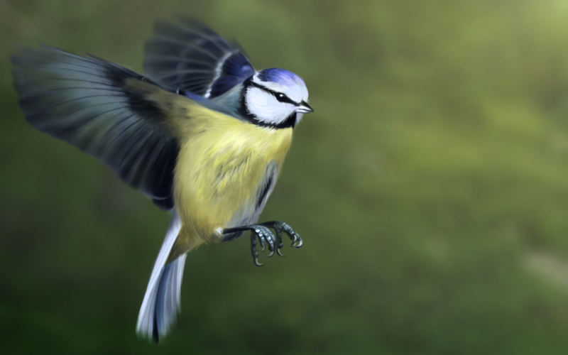 Blue Tit