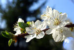 Scent of Spring - Wild Plum by lapis-lazuri