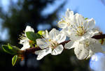 Scent of Spring - Wild Plum by lapis-lazuri