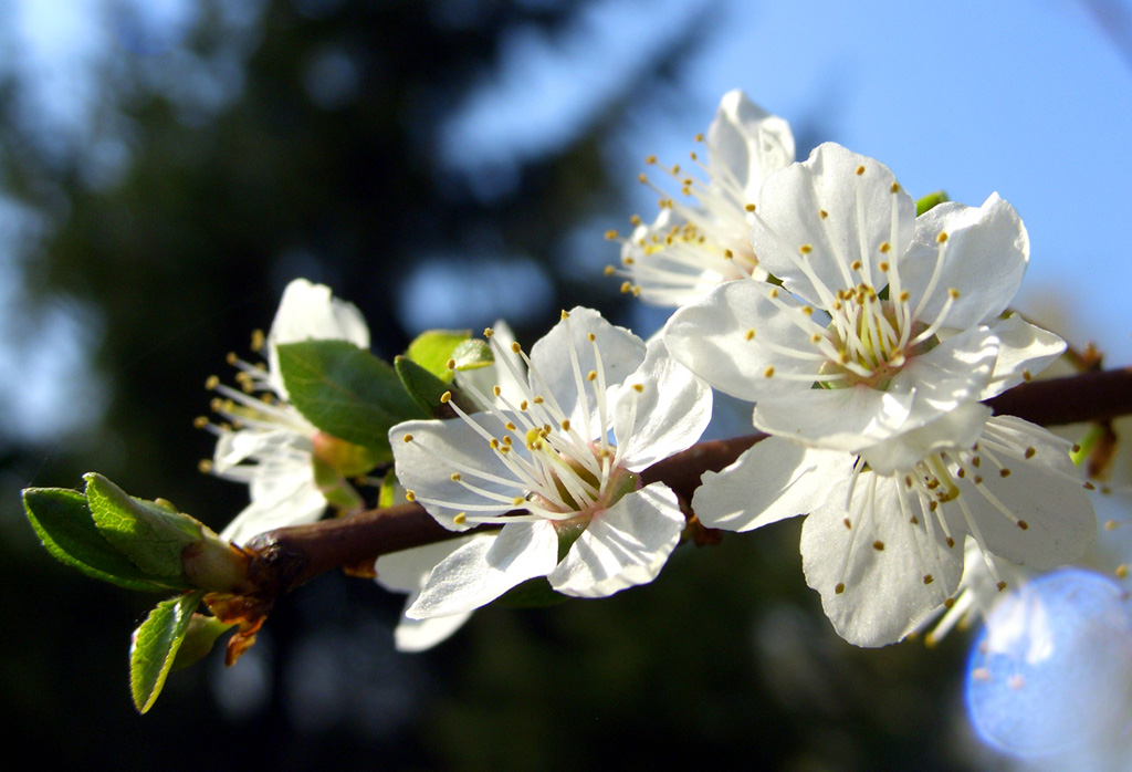 Scent of Spring - Wild Plum