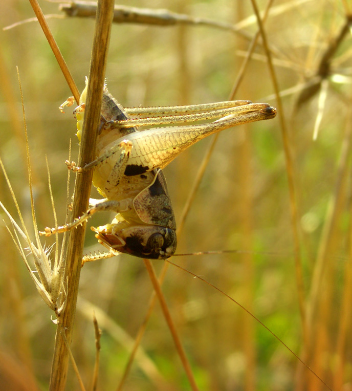 In the golden grass