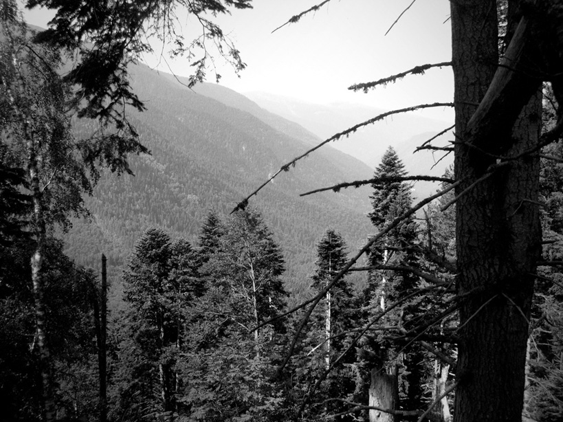 Look through the trees BW