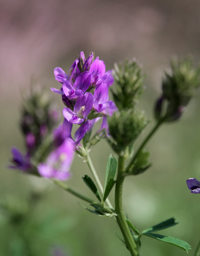 Alfalfa 2