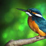 Kingfisher