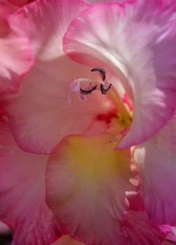 Tender Gladiolus 2