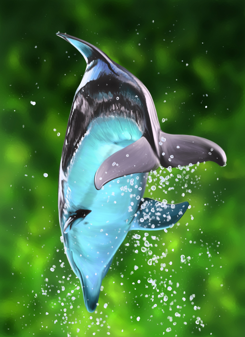 Dolphin